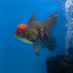 Thai Oranda Apache 3.5” Female(FEB-711)R1A07