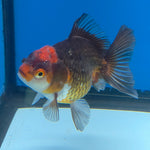 Thai Oranda Apache 2.5” Female(FEB-680)R3B01