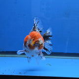 Thai Oranda Red Cap Chinese Paint Calico Godzilla 4 inch Body Female (G-FEB-109)BlueTubB