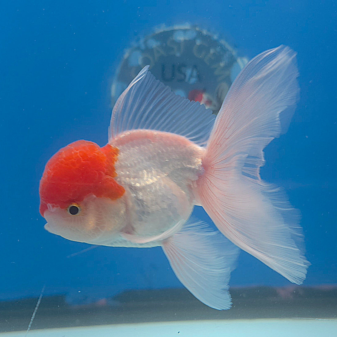 Thai Oranda Red & White 3.5” Male(FEB-710)R1A07
