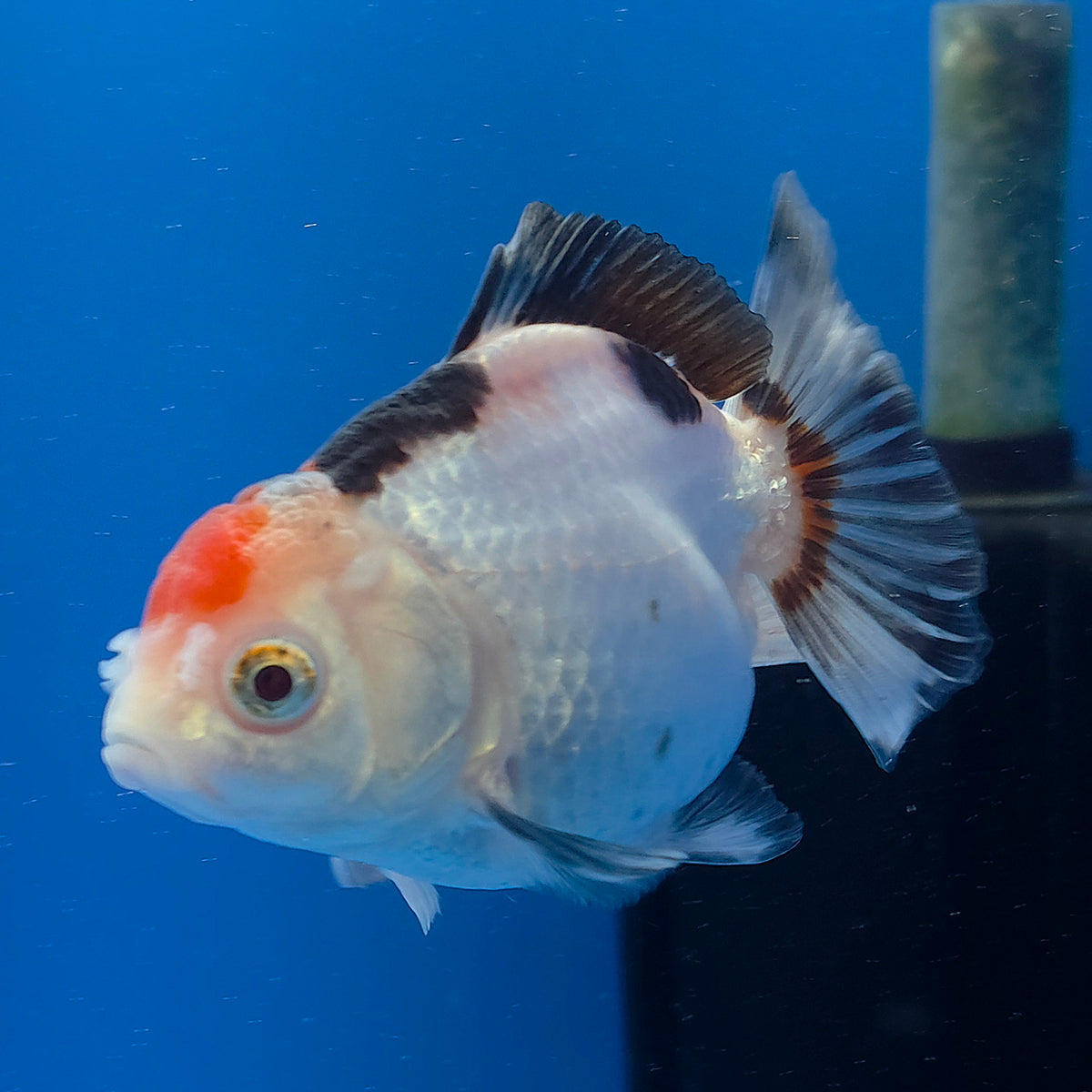 Thai Oranda Red Cap Panda 3.00" Body Female (FEB-786)R1B03