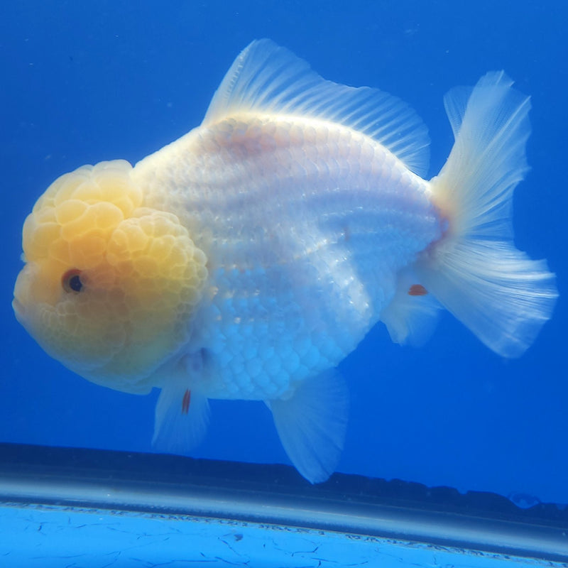 Thai Jumbo Oranda Lemonhead 4in Female (FEB-231)BLUETUB1
