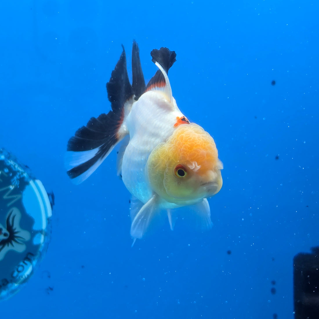 Thai Oranda Panda 3.5 in Body Female (FEB-518)R3A08
