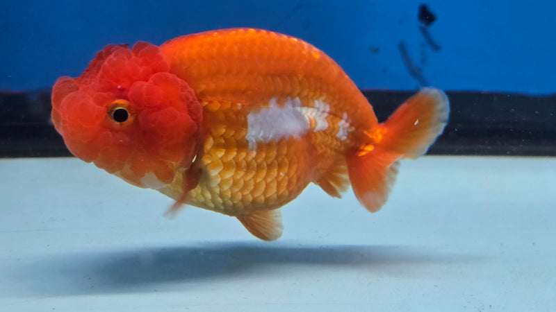 Thai Red/White Lionchu Ranchu 2.75 inch Body Male (NNN-2083)R4C07