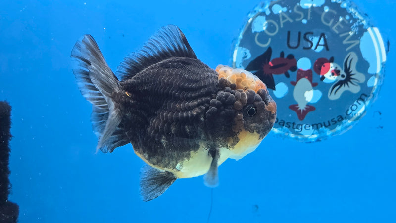 Thai Kirin Calico Yuanbao Oranda 3.00 inch Body Female (NNN-2064)R1A01