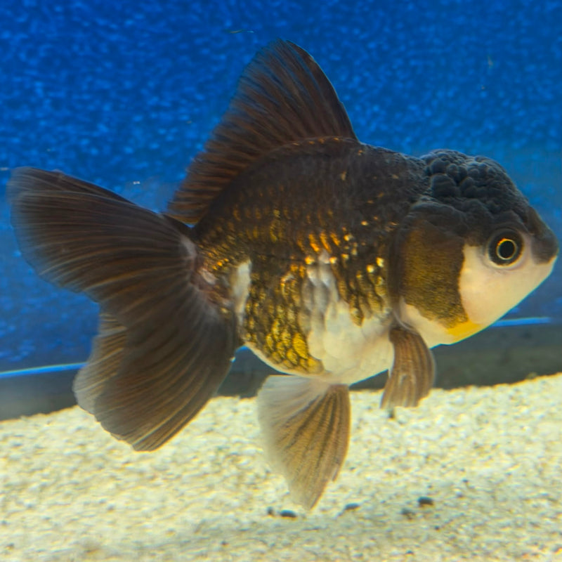 Thai Oranda Panda 2.5in Female (FEB-475)R3A13