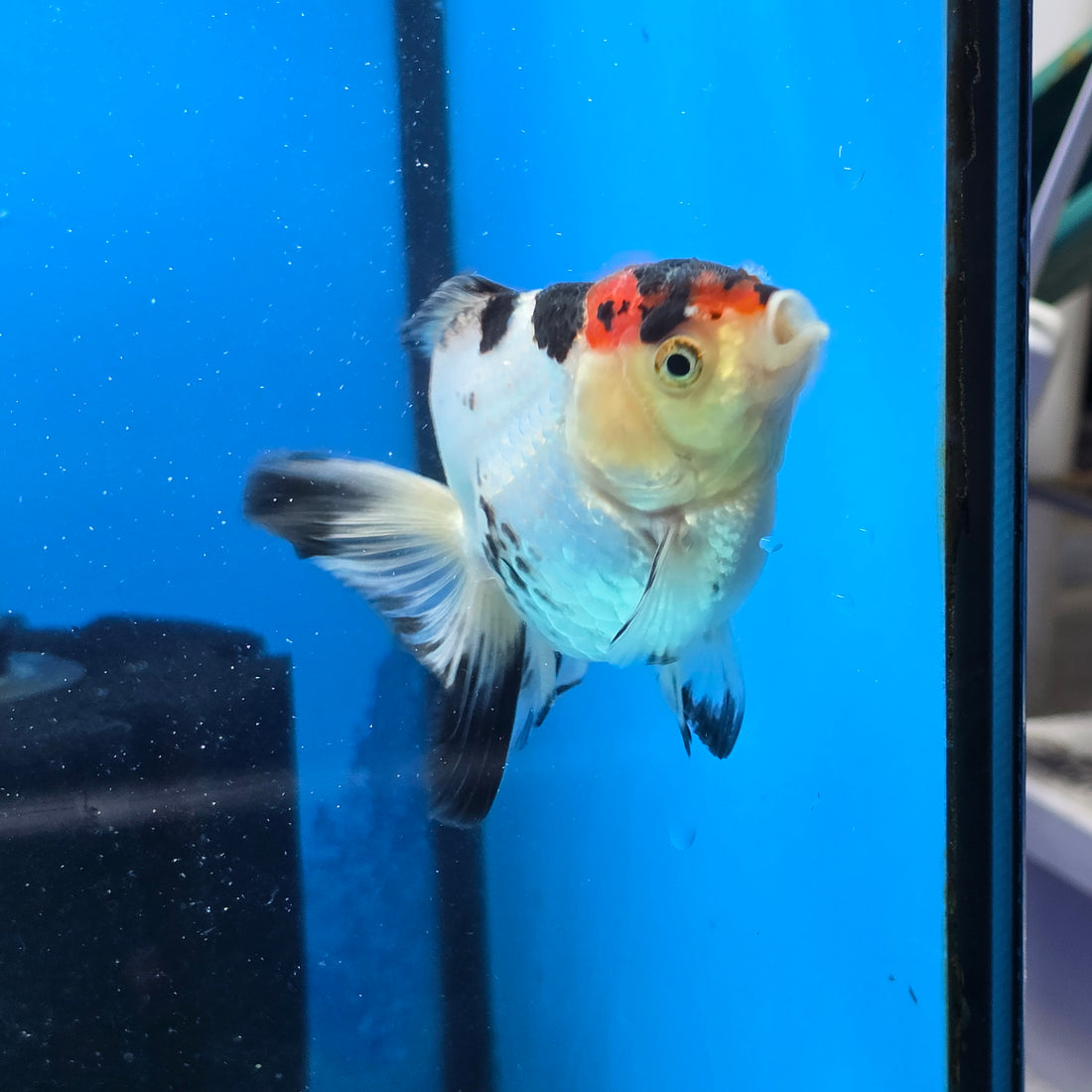Thai Oranda Tri Color 3 in Body Female (FEB-524)R3A07