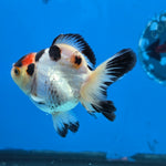 Thai Oranda Tri Color 3 in Body Female (FEB-524)R3A07