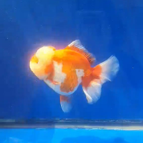 Thai Jumbo Red/White Orchid Tail Oranda 4.50” Body (CRP-JO1143)