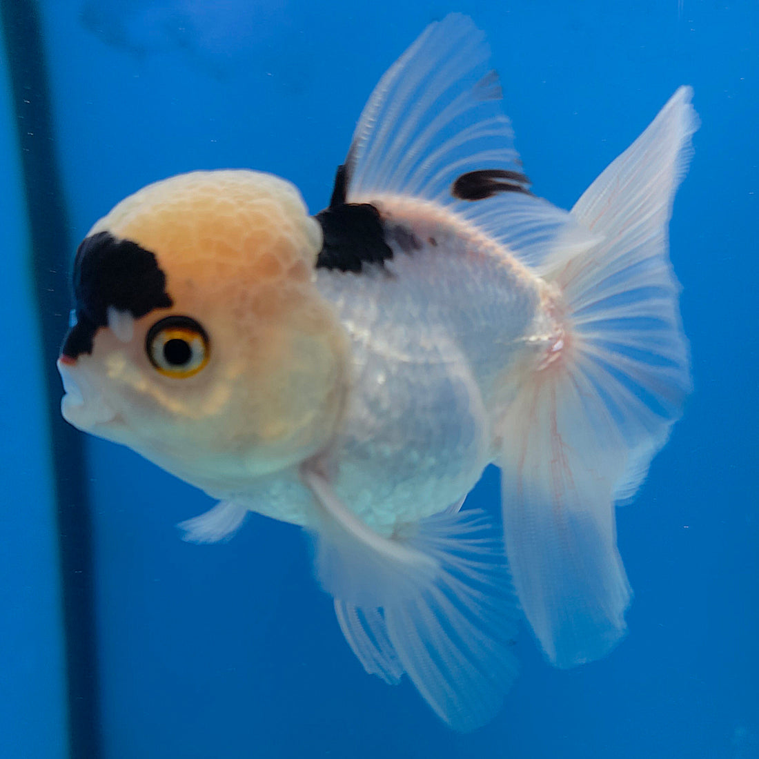 Thai Oranda Lemomhead Panda 3.5” Female(FEB-714)R1A07