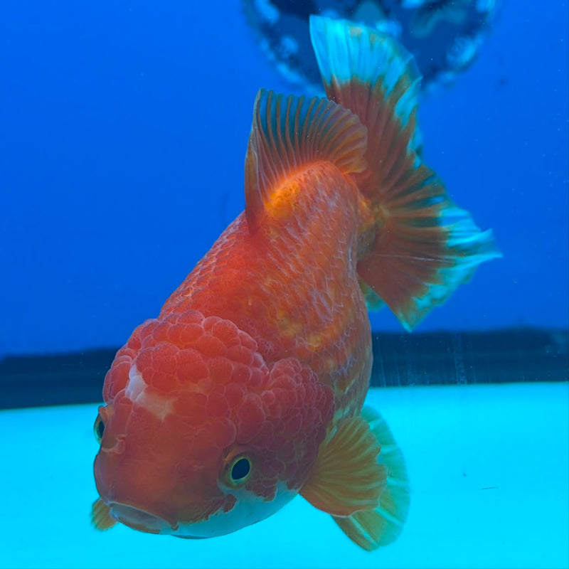Thai Oranda JUMBO Red & White Orchid Tail  5in Female (FEB-435)R2A08