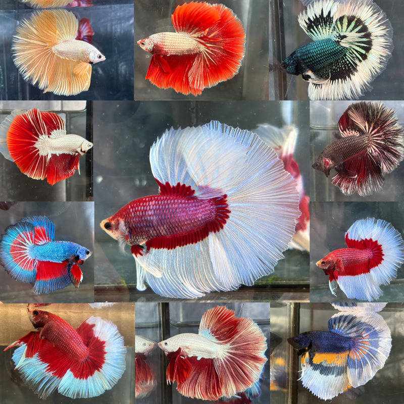 BI COLOR/BUTTERFLY HALFMOON (CBM-1126)