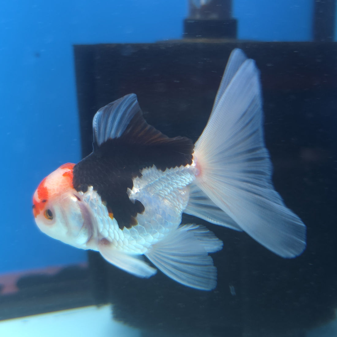 Thai Oranda Tri-Color 2.5” Male(FEB-668)R3B03