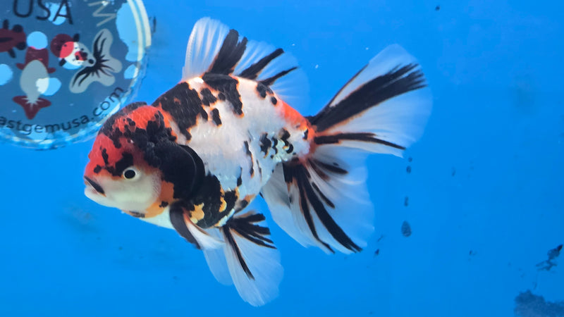 Thai Tri Color Tiger Calico Orchid Tail 3.50 inch Body Male Medium Breed (NNN-3029)R3A15