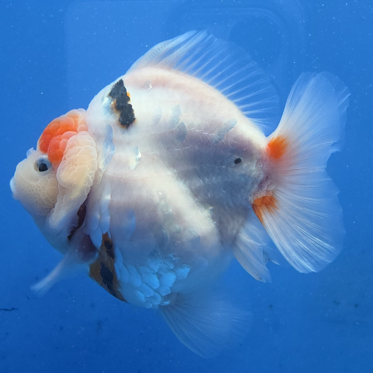Thai Oranda Red Cap Tri color Sakuda Godzilla 4 inch Body male (G-FEB-113)BlueTubB