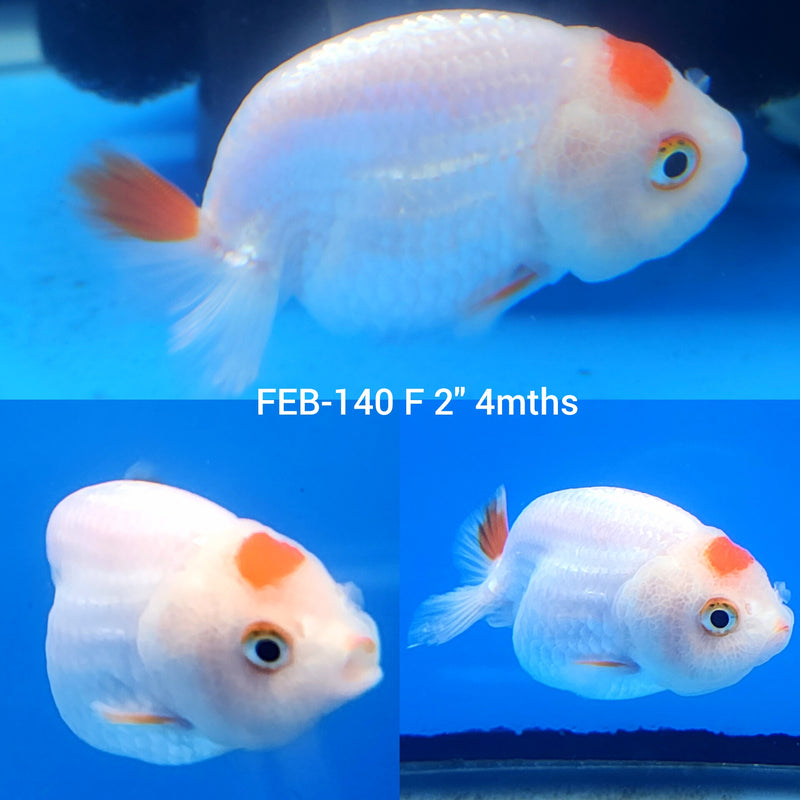 Tancho Ranchu 2” Body Female (FEB-140)R3B03