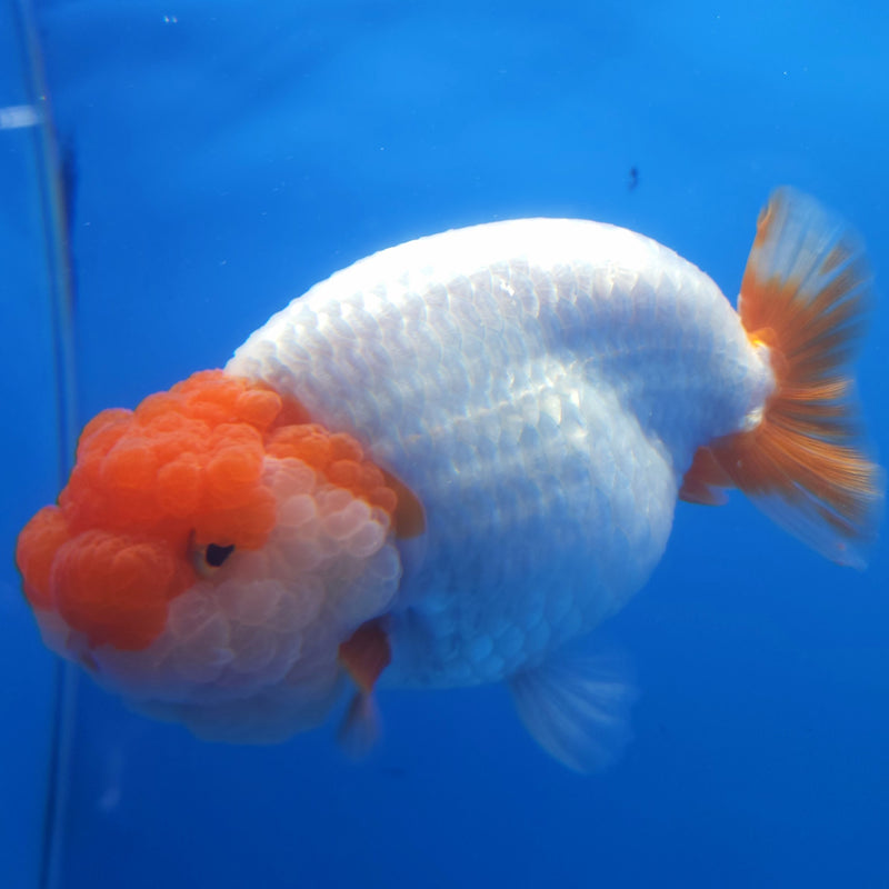 Thai Jumbo Ranchu Red & White 5in Female (FEB-215)SHOWTANK2