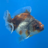 Thai Oranda Calico Sakura Shogun Farm 3" Body Female (FEB-827)R3B19
