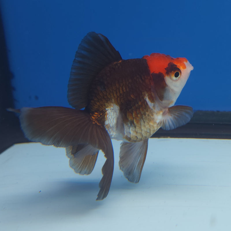 Thai Oranda Tri-Color 2.5” Female (FEB-249)R3B04
