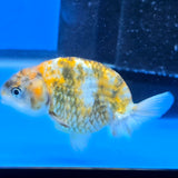 Thai Ranchu Tri Color Tiger 2.50" Body Female (FEB-812)R2B05
