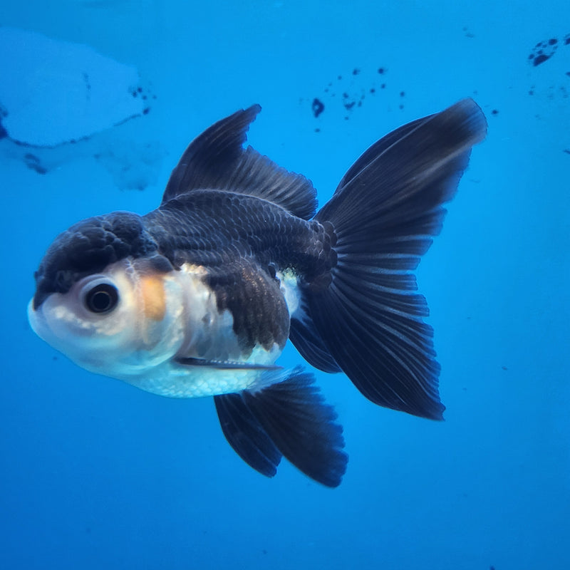 Thai Oranda Panda 2.5 M (FEB-183)R3A07