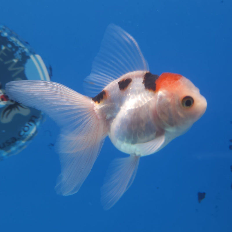 Thai Oranda Tri-Color 2.5” Female (FEB-264)R3B18