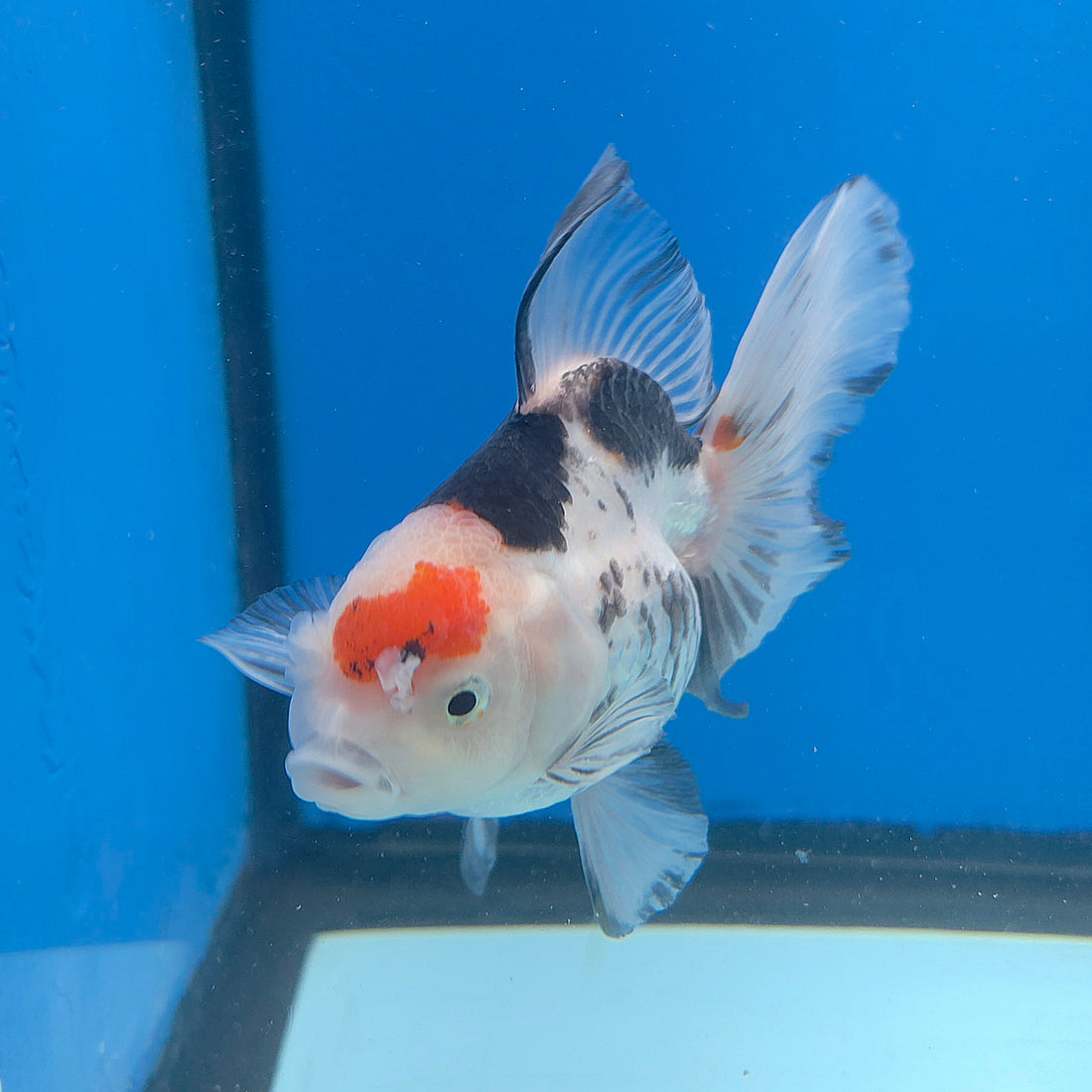 Thai Oranda Tri-Color 3in Female (FEB-687)R3A06