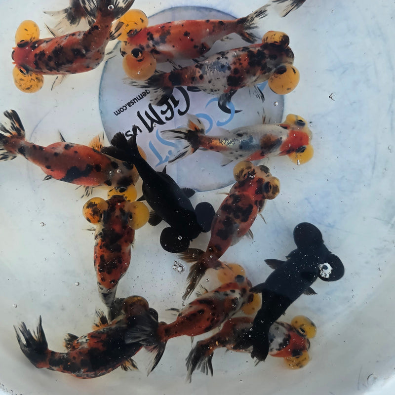 Thai Calico Bubble Eye 2.00 inch Body