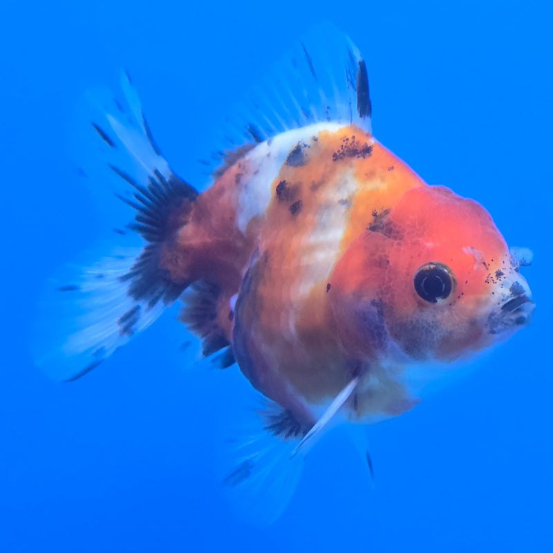Thai Shogun Calico Oranda 2.5" Body Male A+ Grade(CK-607)R3A03
