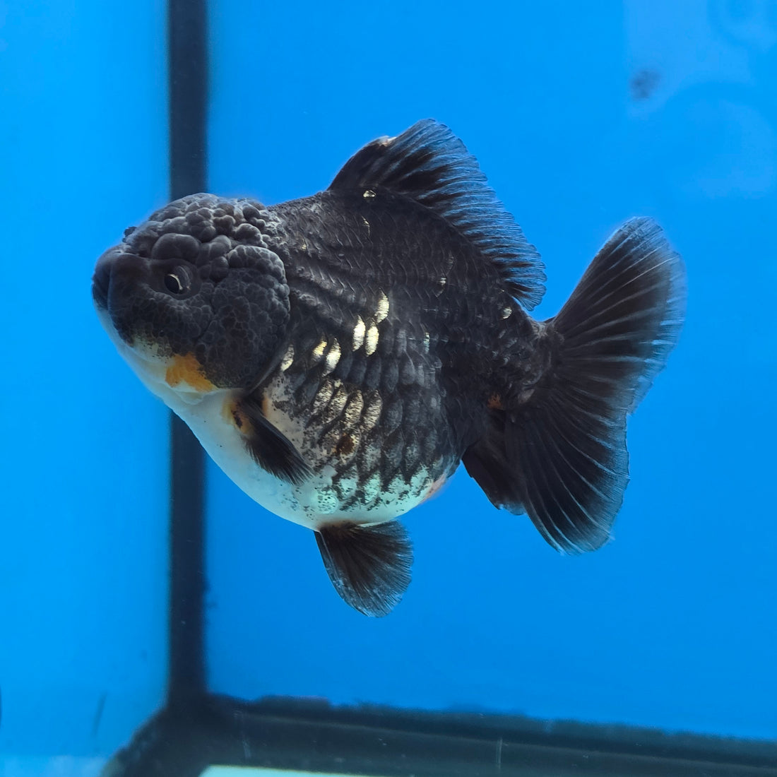 Thai Oranda Kirin Shogun Farm 3.5" Body Female 8mths(FEB-554)R3A02