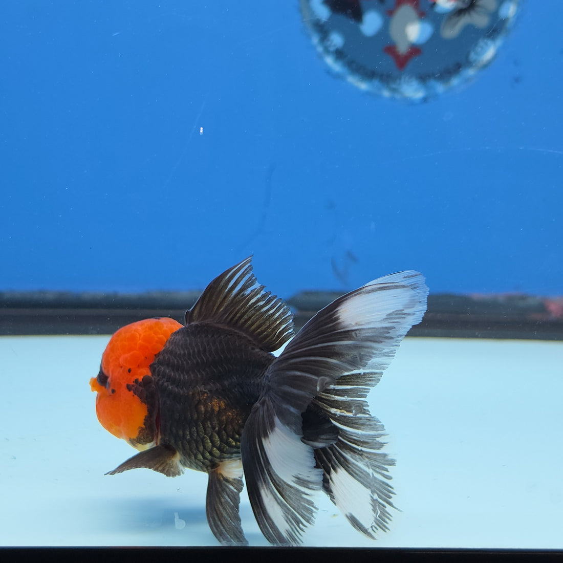 Thai Oranda Red Cap Black 3.5” Female(FEB-727)R1B07