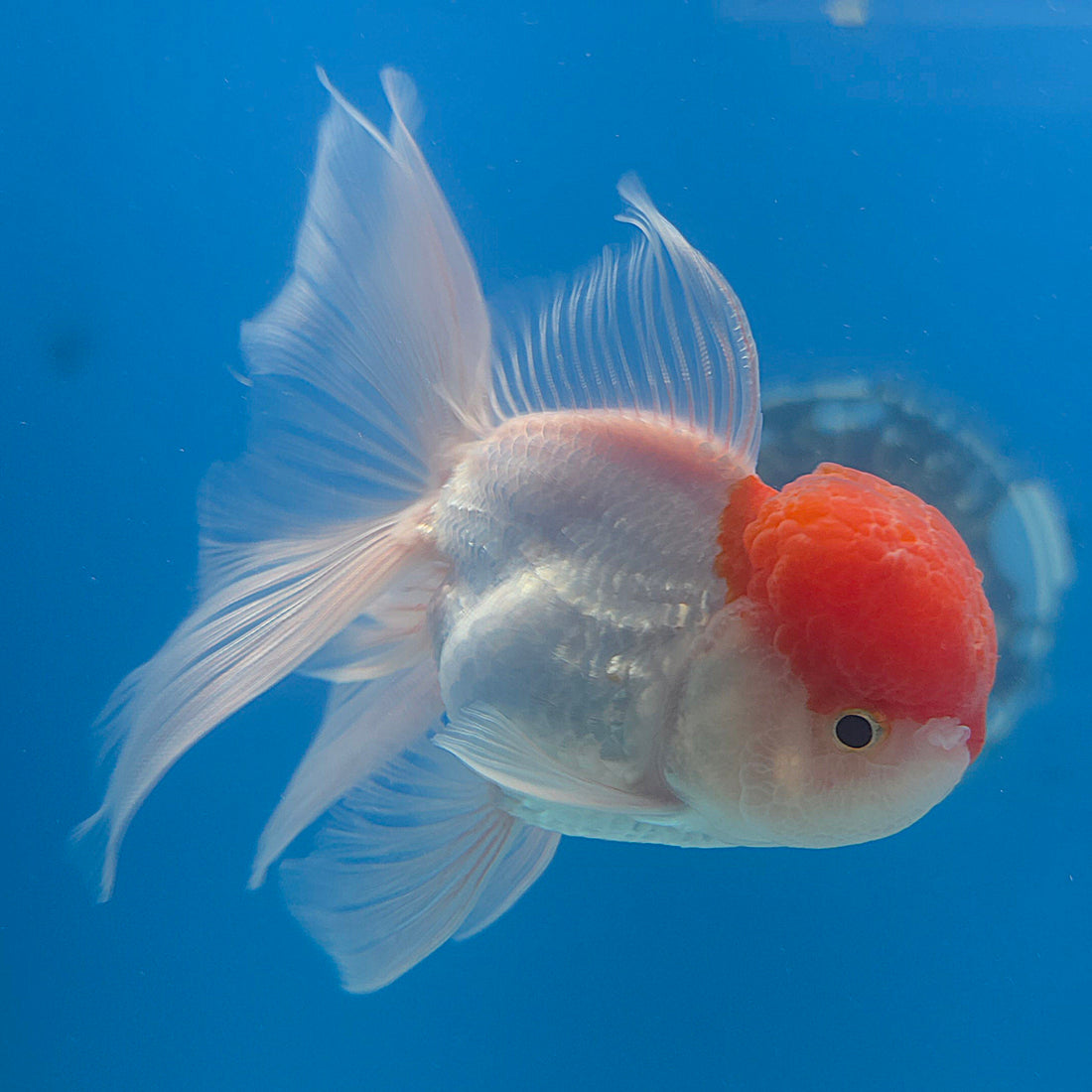 Thai Oranda Red & White 3.5” Male(FEB-710)R1A07