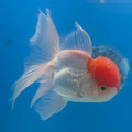 Thai Oranda Red & White 3.5” Male(FEB-710)R1A07