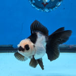 Thai Oranda Panda Color 2.8 in Body Female (FEB-531)R3A06