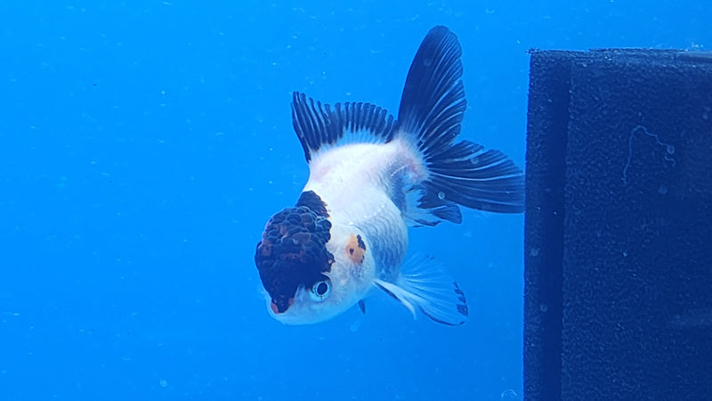 Thai Oranda White Panda Tri 2.5 F (FEB-191)R3A06