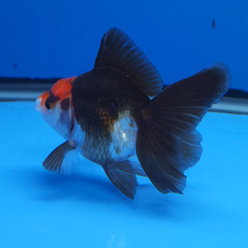 Thai Oranda Tri-Color 2.5” Female (FEB-249)R3B04
