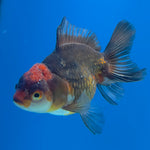 Thai Oranda Apache 2.5” Female(FEB-680)R3B01