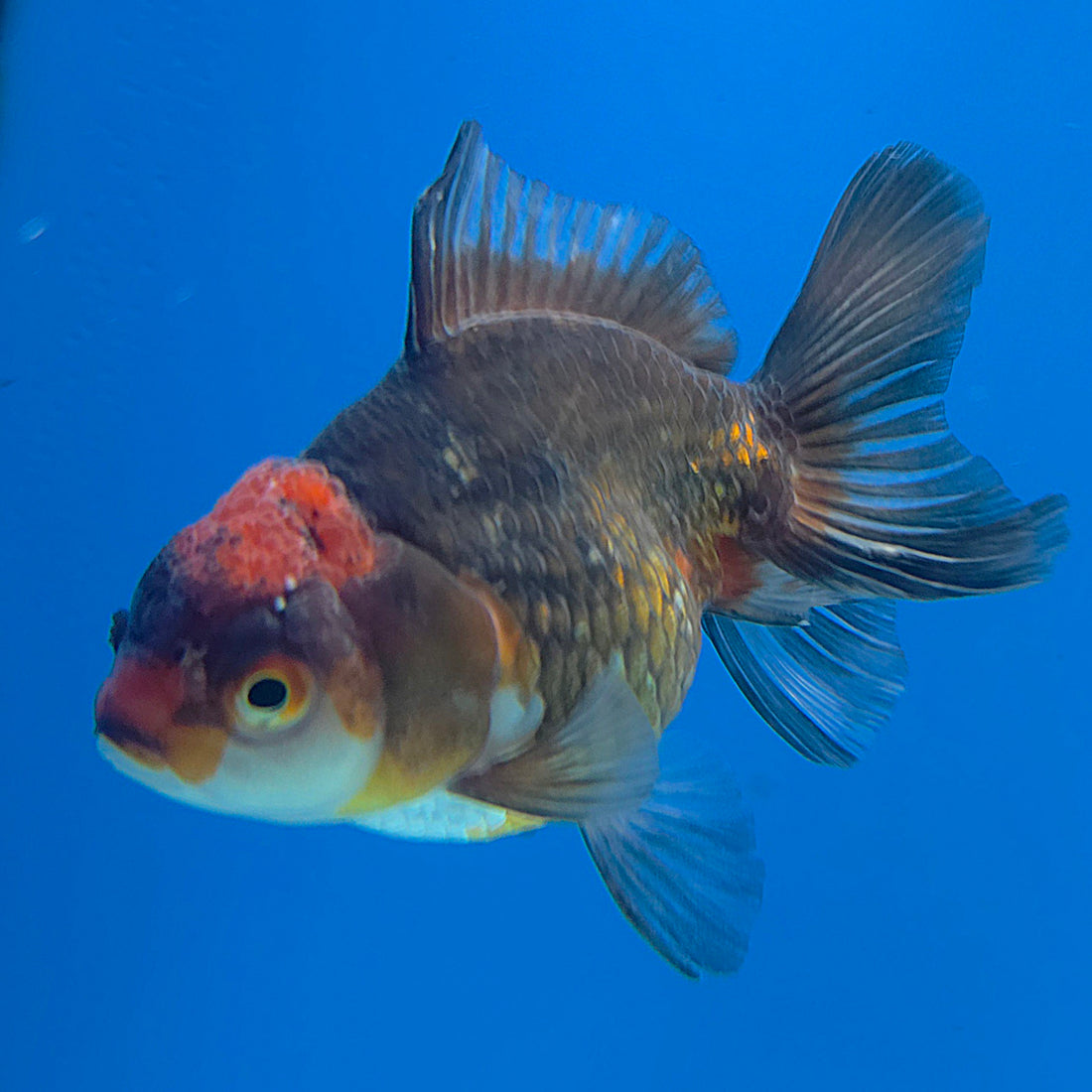 Thai Oranda Apache 2.5” Female(FEB-680)R3B01