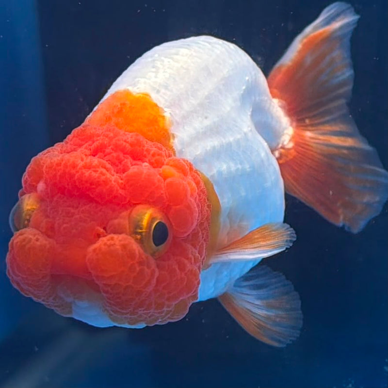 Thai Red & White Ranchu 3” Body Female(FEB-410) BLUETUBD