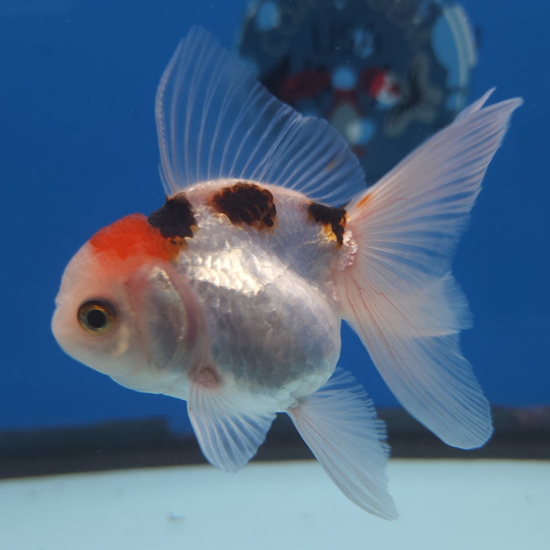 Thai Oranda Tri-Color 2.5” Female (FEB-264)R3B18