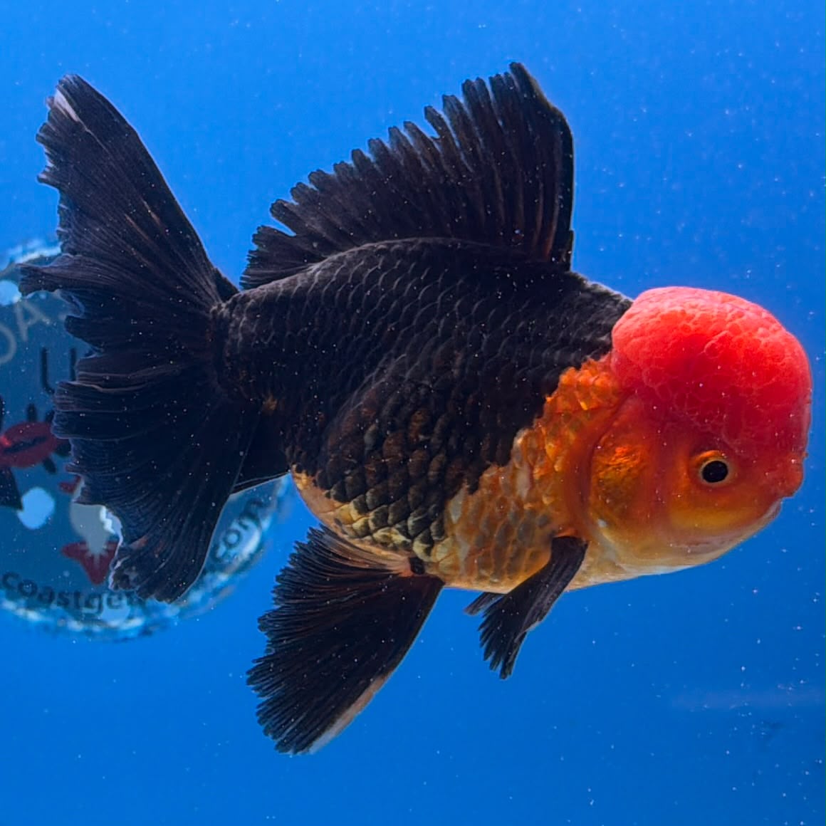 Thai Red Cap Apache Jumbo Giant Structure Oranda 4.2” Body Male(FEB-385)SHOWTANKB