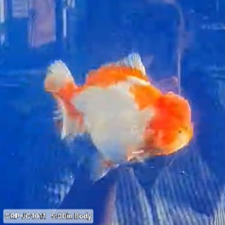 Thai Premium Jumbo Red/White Red Head Short Tail Giant Breed 5.00 inch Body Oranda (CRP-JO1011)