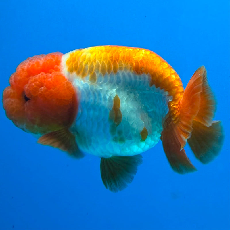 Thai Ranchu Red & White Platinum 3.5in Female (FEB-444)BLUETUBA