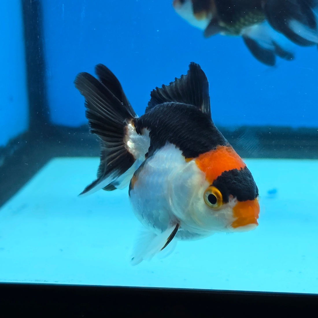 Thai Oranda Tri Color body breed 2.5" Body Female 6mths(FEB-566)R3B22