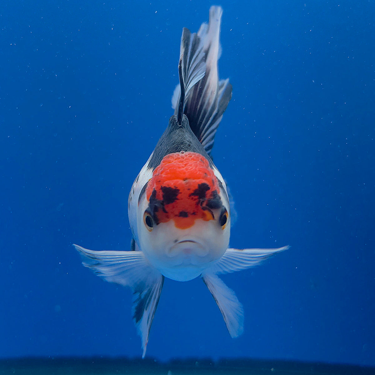 Thai Oranda Red Cap Panda 3.00" Body Female (FEB-784)R1B03