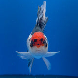 Thai Oranda Red Cap Panda 3.00" Body Female (FEB-784)R1B03