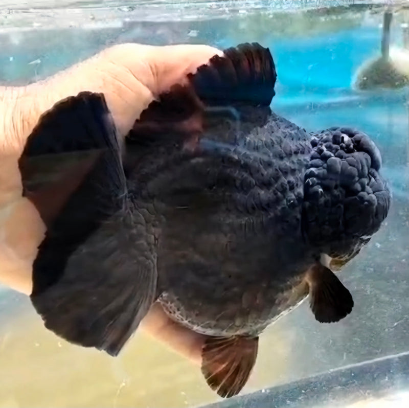 Thai Jumbo Super Black Orchid Tail Oranda by NK THAILAND 5.00 inch Body (NKT-JO2041)