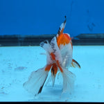 Thai Oranda Tri Color 2.8 in Body Female (FEB-530)R3A06