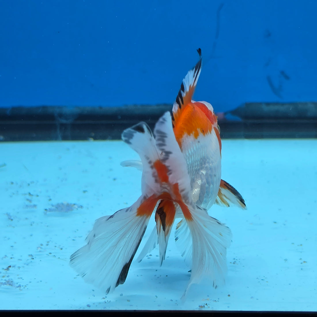 Thai Oranda Tri Color 2.8 in Body Female (FEB-530)R3A06
