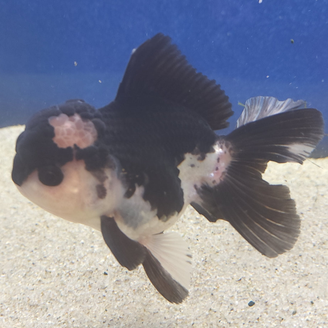 Thai Oranda Panda Female 3.5in (FEB-508)R2B18